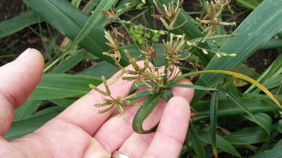 Image of Cyperus albostriatus Schrad.