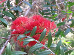 صورة Melaleuca hypericifolia Sm.