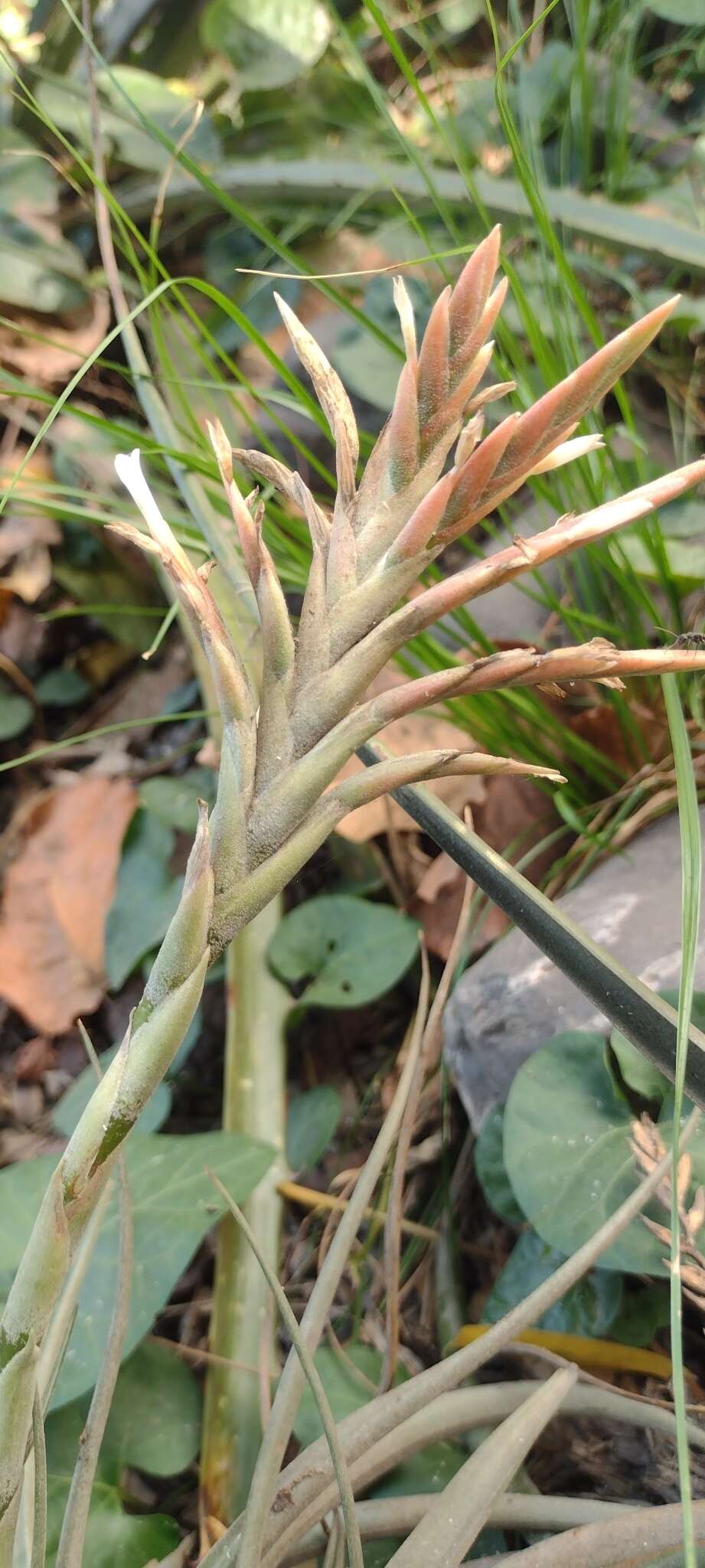 Image of Tillandsia didisticha (É. Morren) Baker