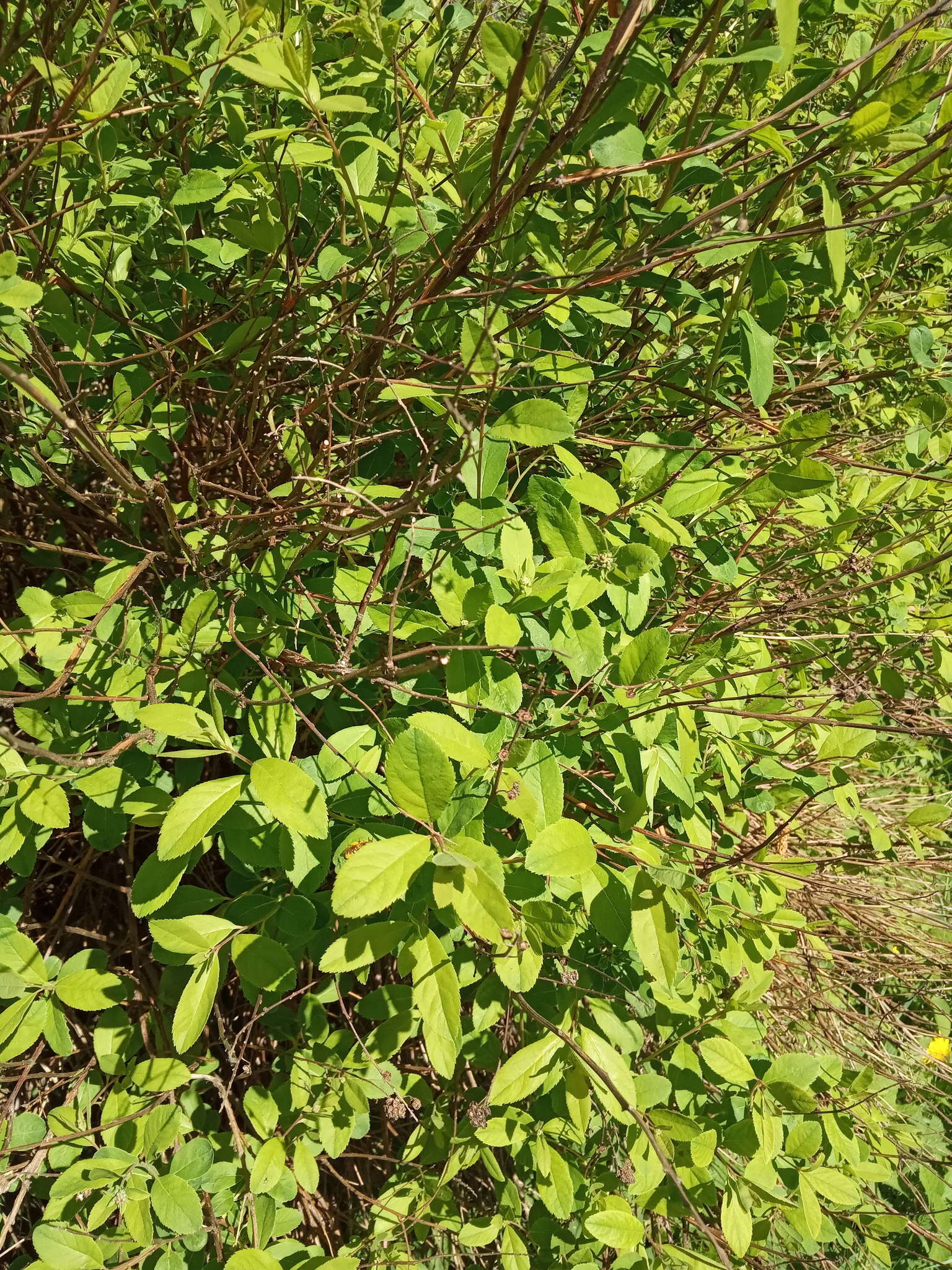 Слика од Spiraea salicifolia L.