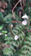 Image of Justicia procumbens L.