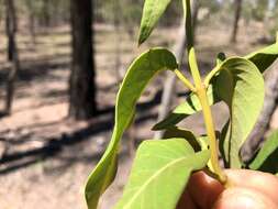 Image of Parsonsia eucalyptophylla F. Müll.