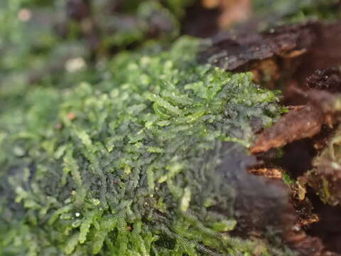 Image of Zoopsis argentea (Hook. fil. & Taylor) Gottsche, Lindenb. & Nees