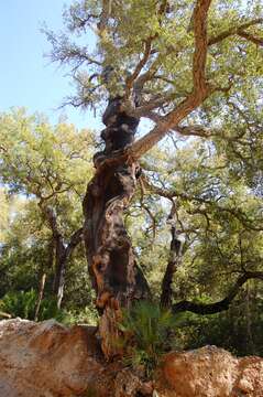 Image of Cork Oak