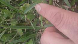 Image of Corpus Christi fleabane