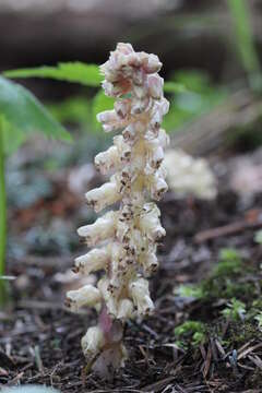 Image of common toothwort