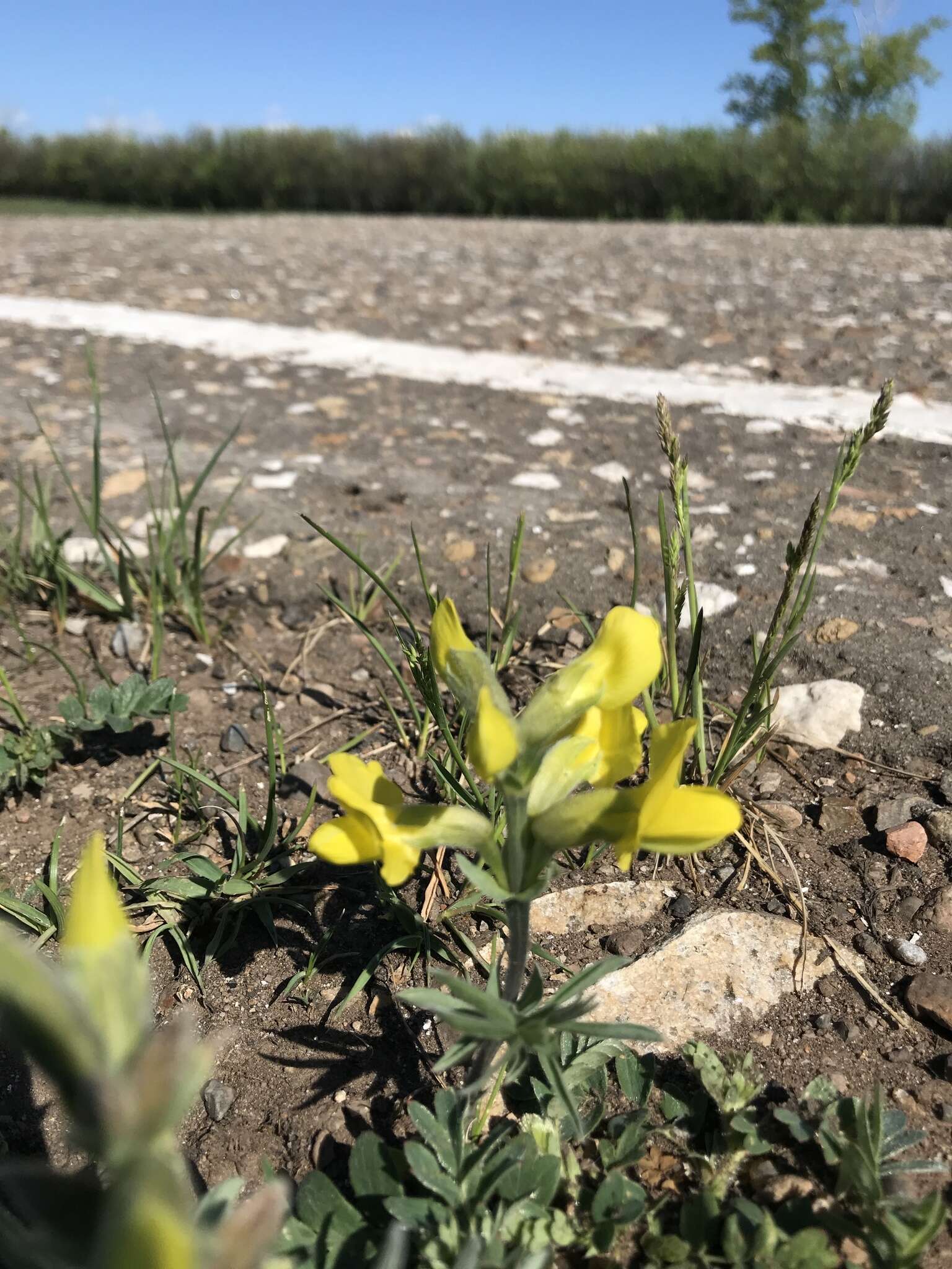 Слика од Thermopsis lanceolata R. Br.