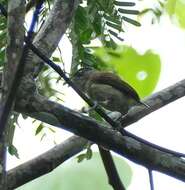 Image of Fine-barred Piculet