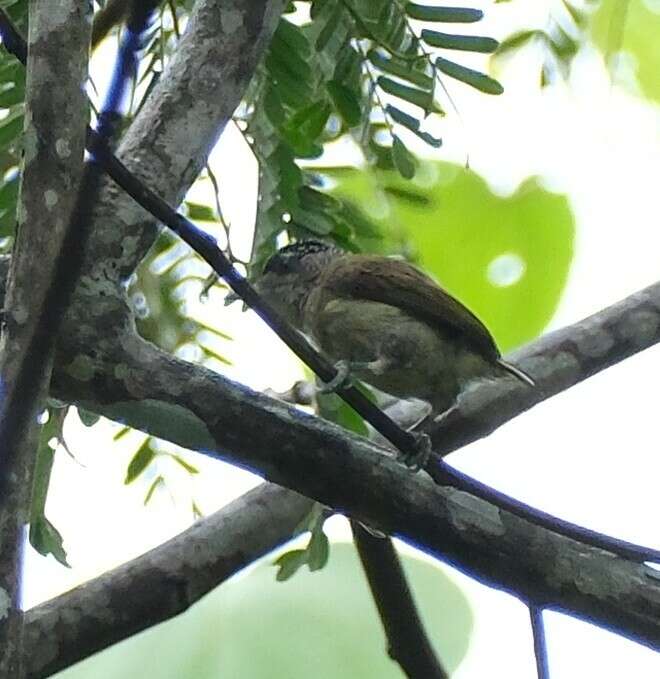 Image of Fine-barred Piculet