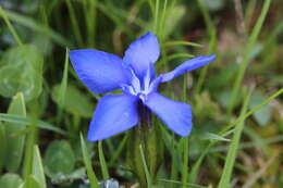 Plancia ëd Gentiana verna L.