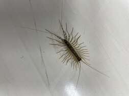 Image of Japanese House Centipede