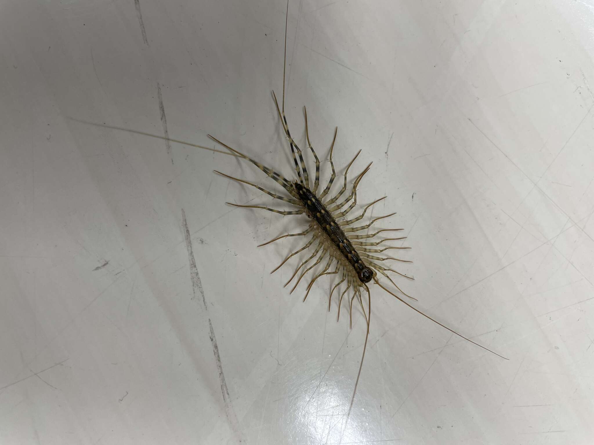 Image of Japanese House Centipede