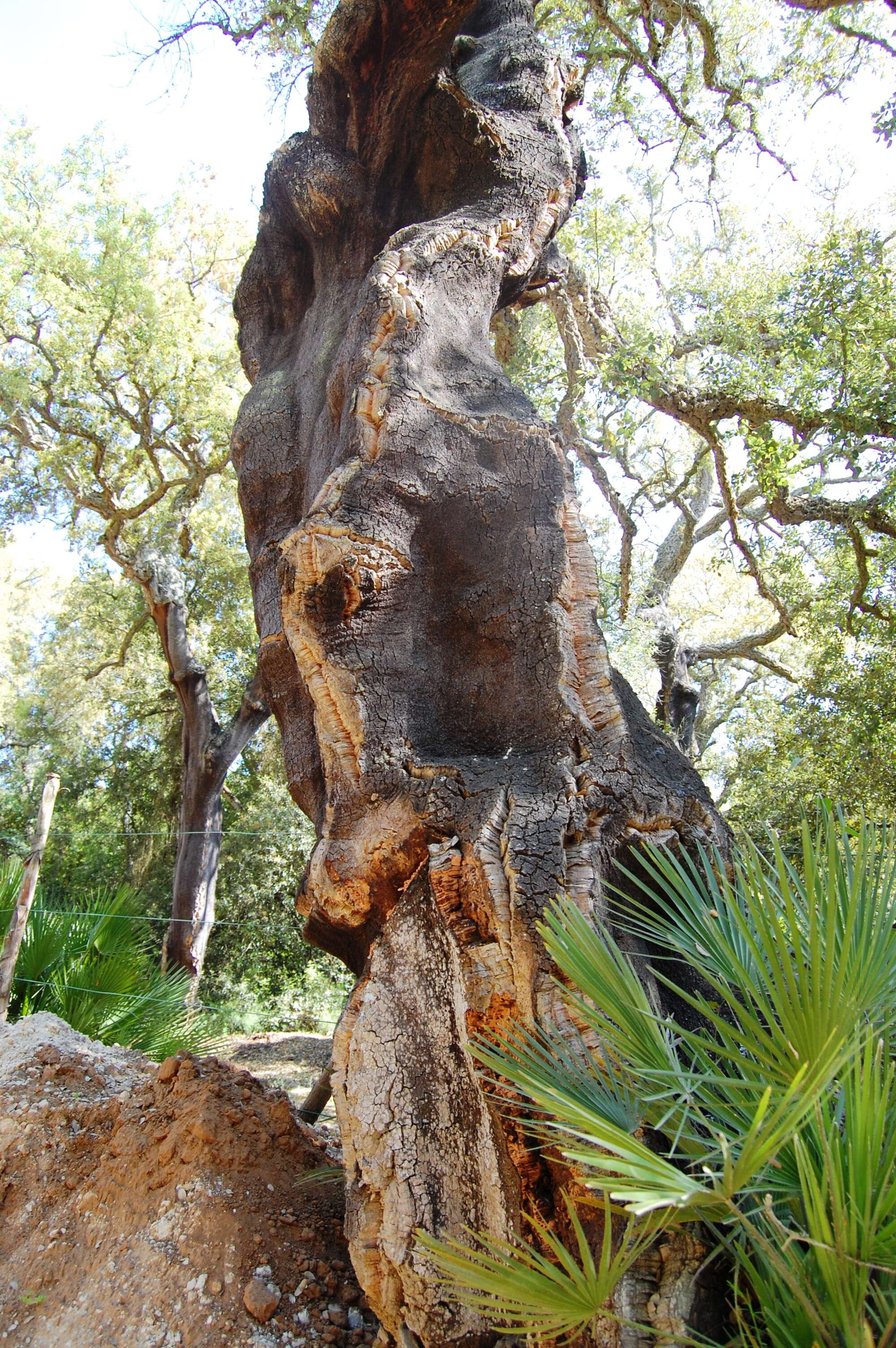 Image of Cork Oak