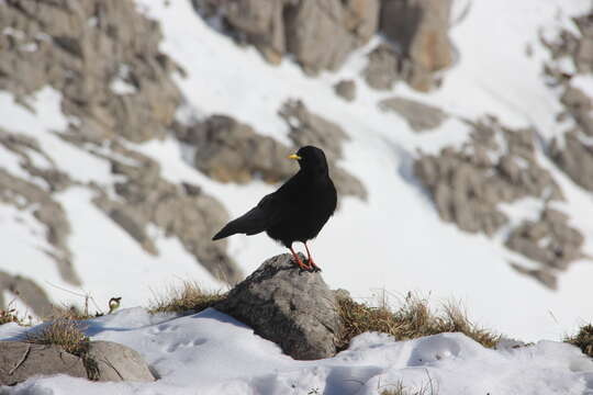 Image of Alpine Chough