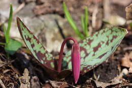 Image of Dog tooth lily