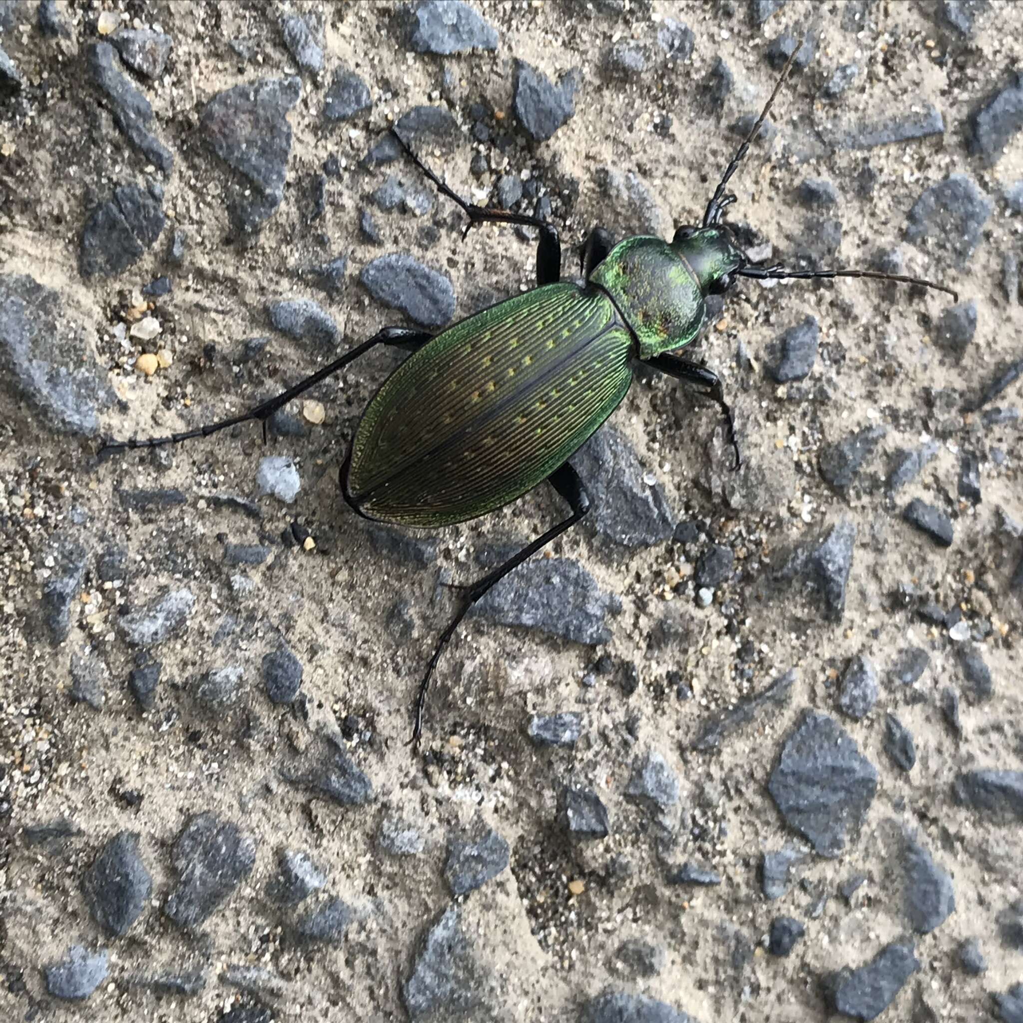 Image of Carabus (Ohomopterus) insulicola Chaudoir 1869