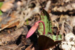 Image of Dog tooth lily