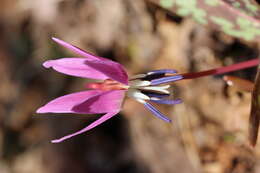 Image of Dog tooth lily