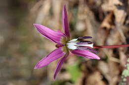 Image of Dog tooth lily