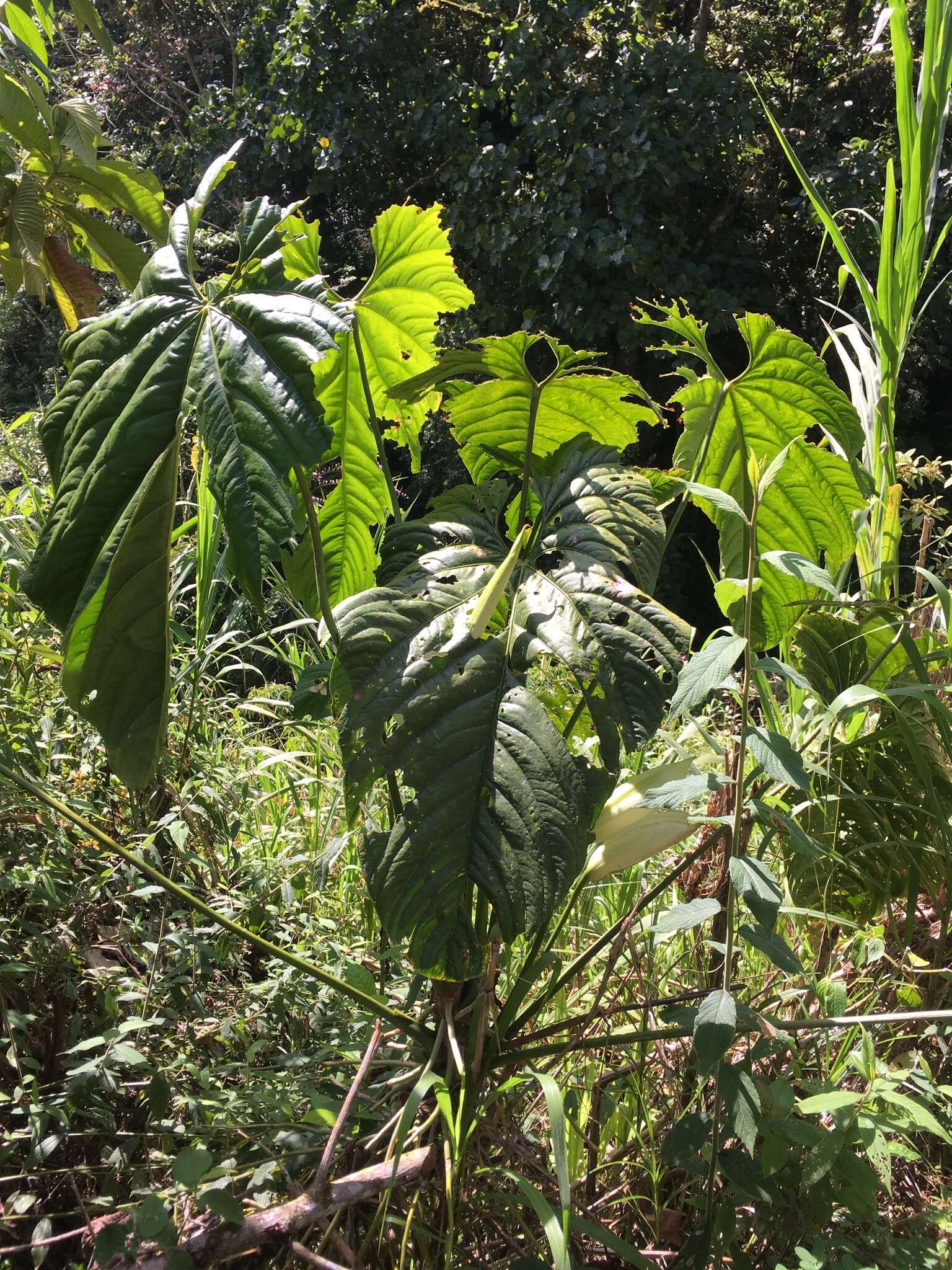 Anthurium formosum Schott resmi