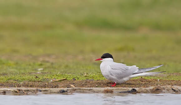 Image of Arctic Tern