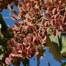 Image of Combretum lanceolatum Pohl ex Eichl.