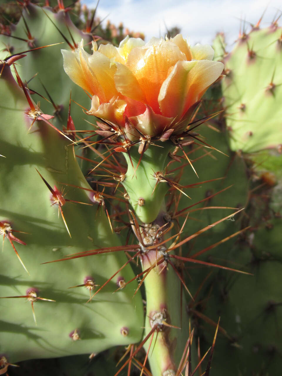 Image of pricklypear