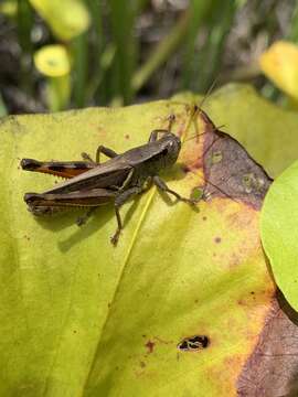 Image of Melanoplus symmetricus Morse 1904