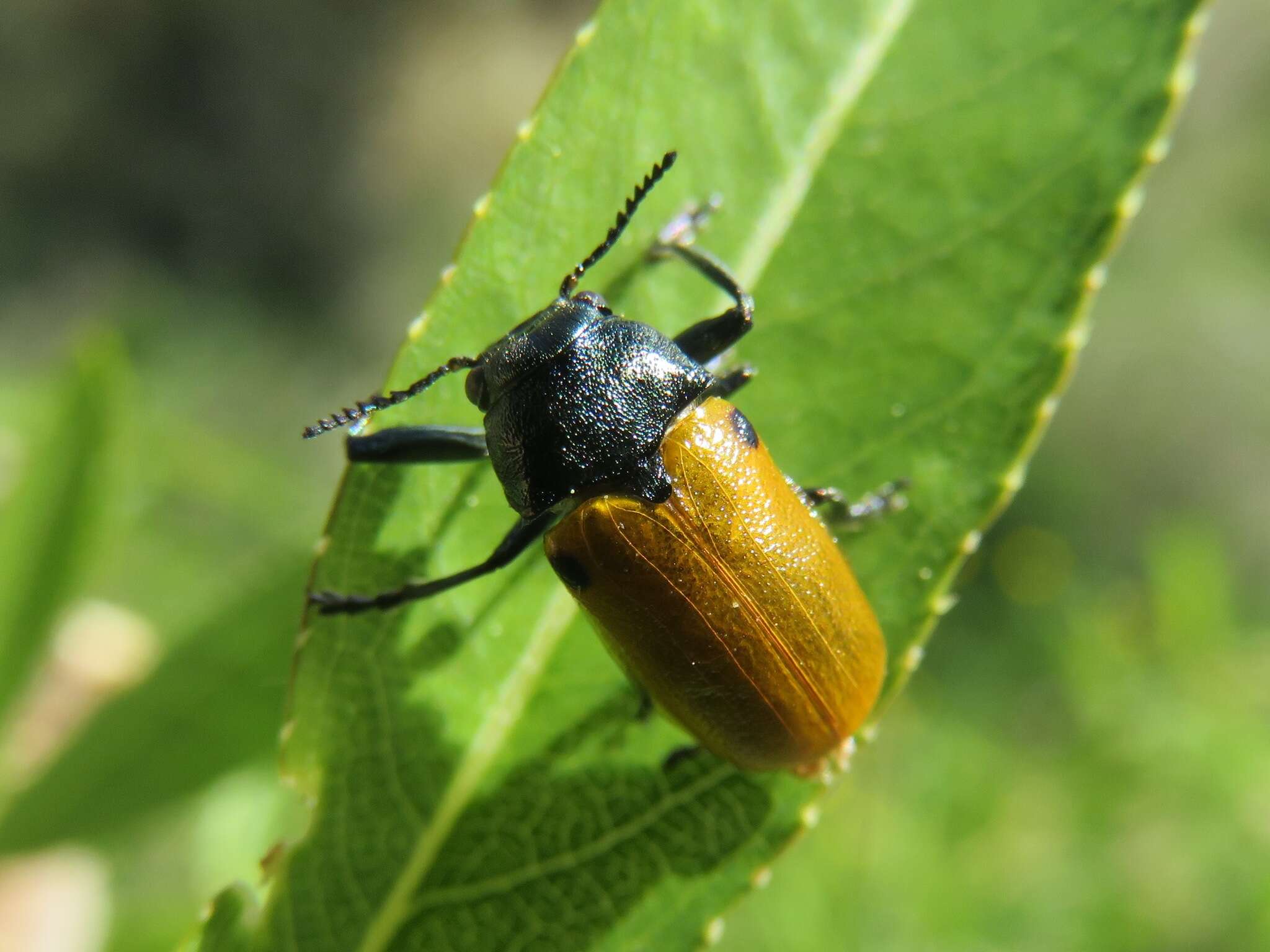 Imagem de <i>Labidostomis lusitanica</i>