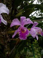 Imagem de Cattleya trianae Linden & Rchb. fil.