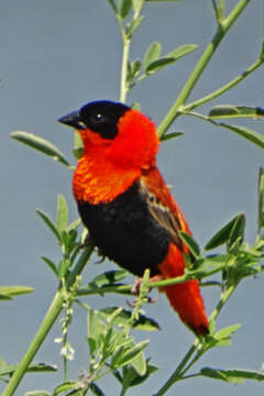 Image of Northern Red Bishop