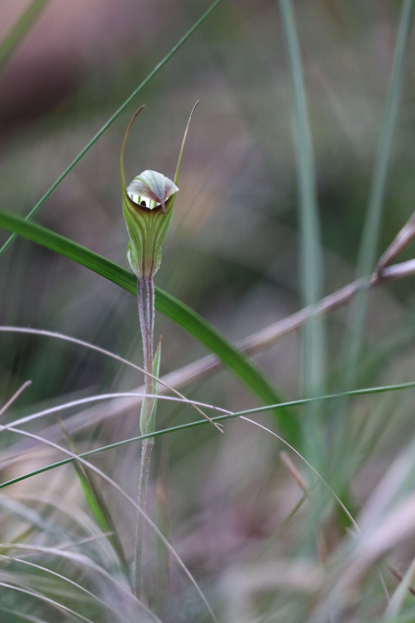 Image of Pterostylis toveyana Ewart & Sharman