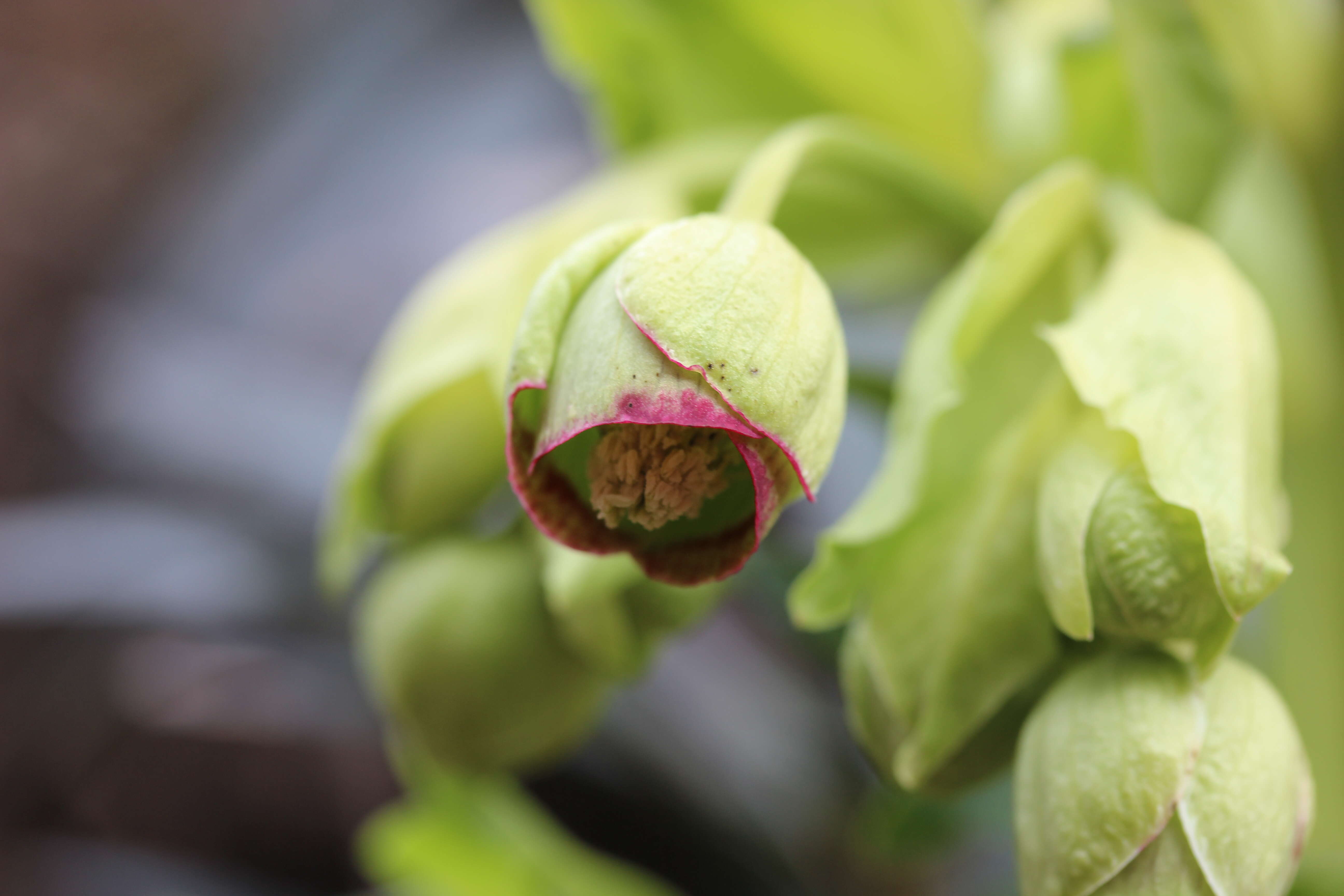 Image of Stinking Hellebore