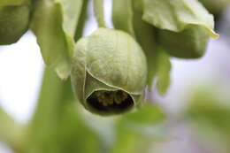 Image of Stinking Hellebore