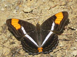 Image of Adelpha donysa