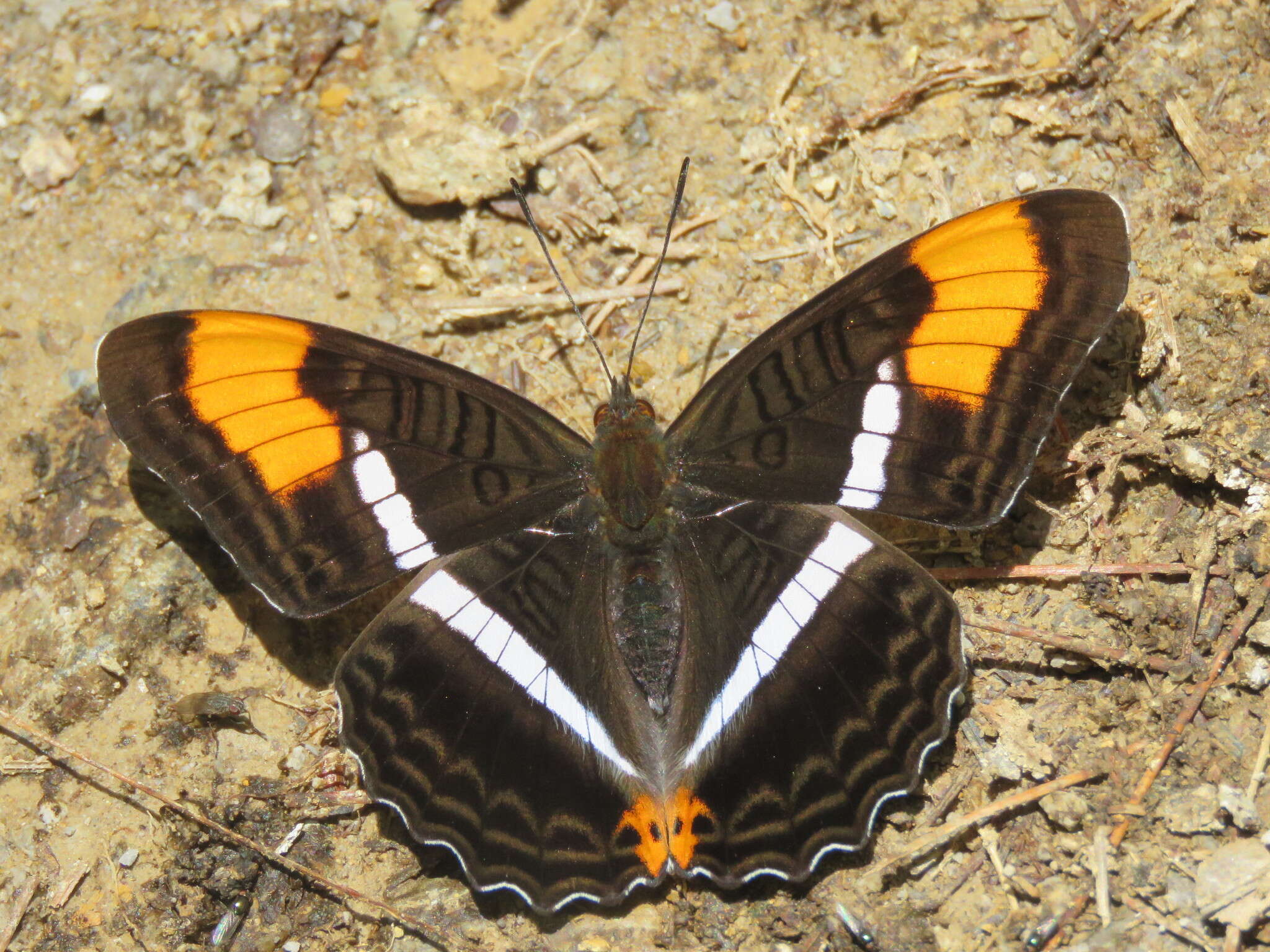 Image of Adelpha donysa