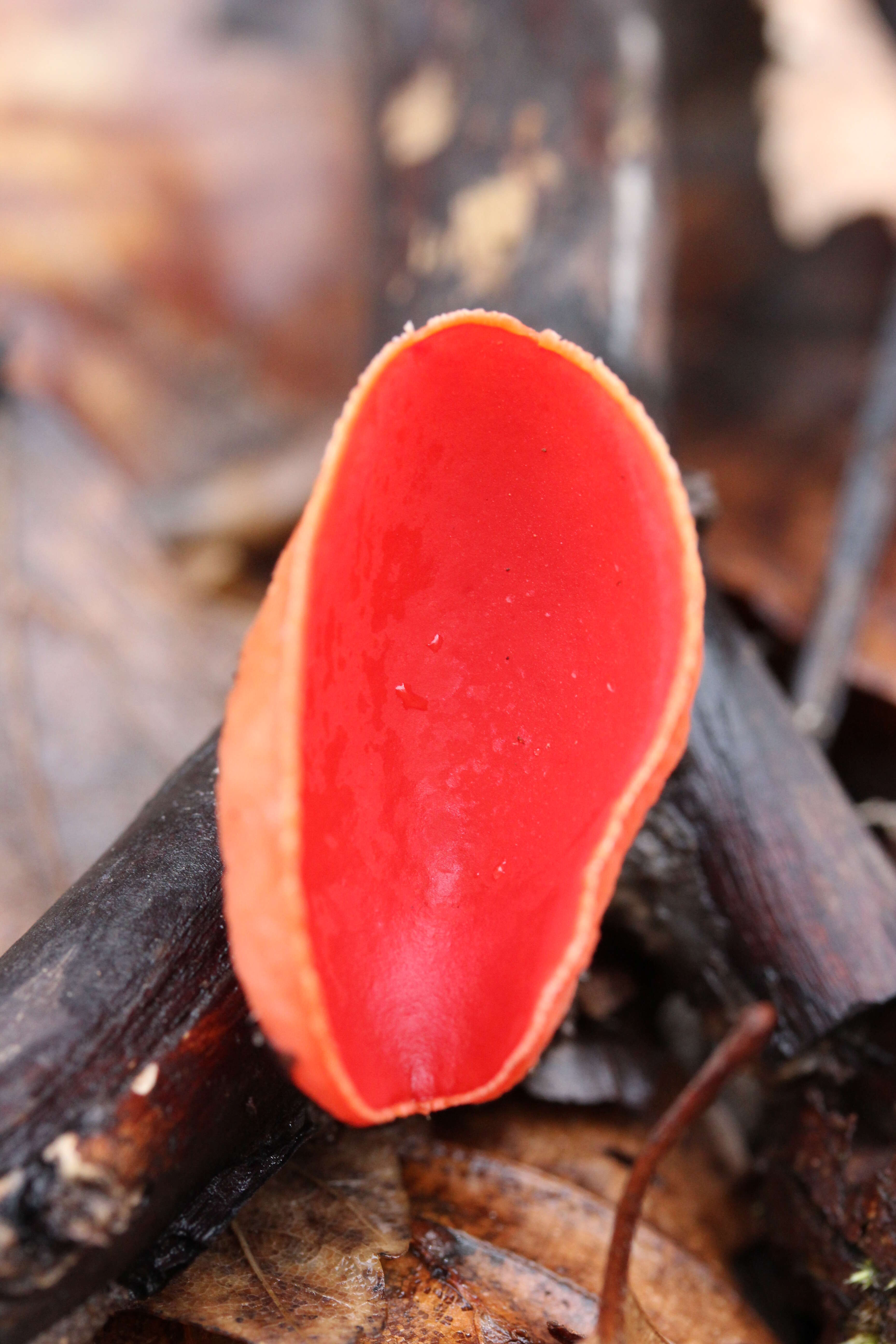 Sarcoscypha coccinea (Gray) Boud. 1885的圖片