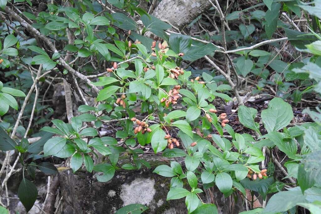 Image of Hamelia calycosa Donn. Sm.