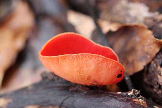 Sarcoscypha coccinea (Gray) Boud. 1885的圖片