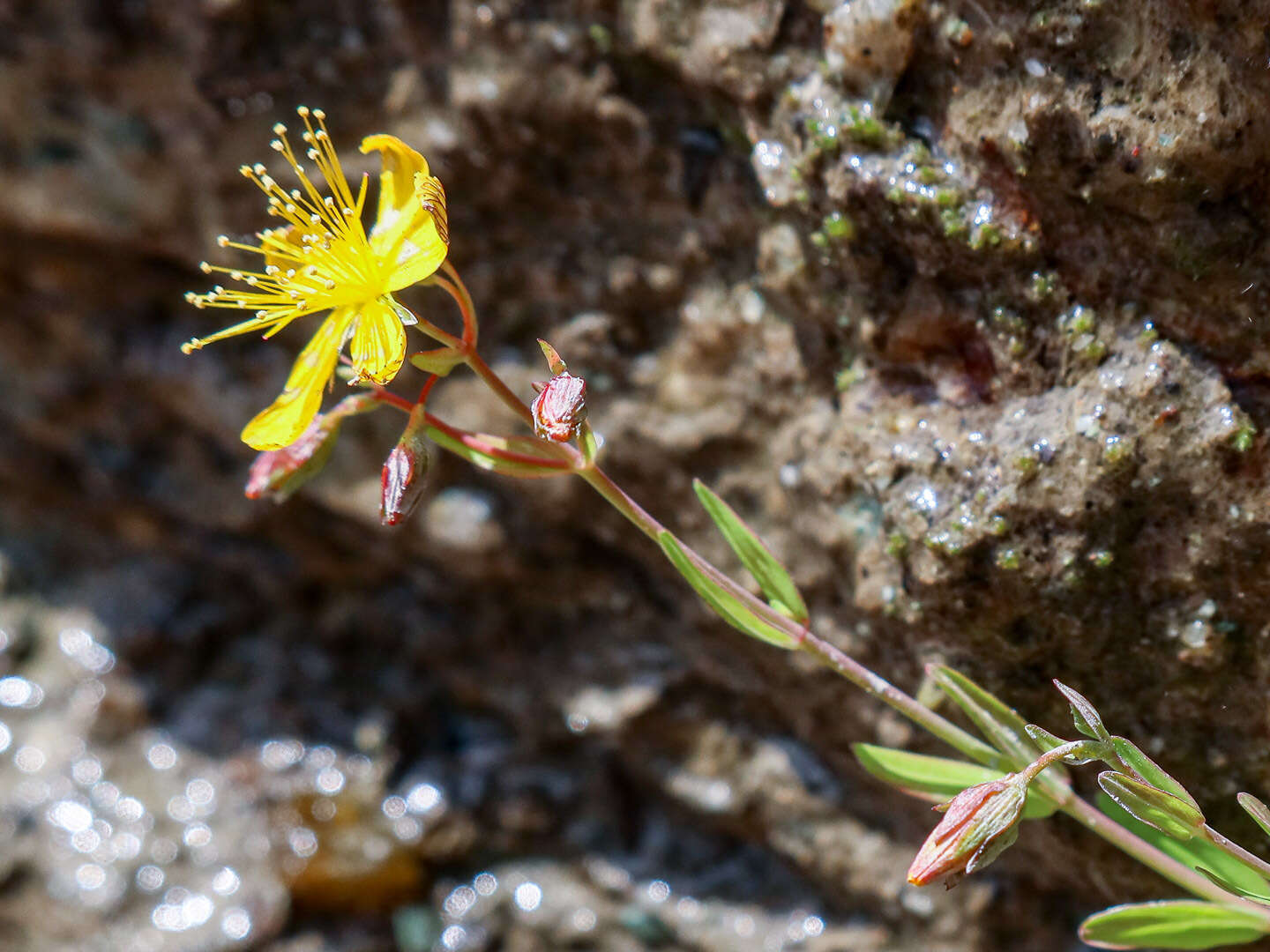 Слика од Hypericum australe Ten.