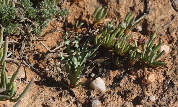 Image of Freesia viridis (Aiton) Goldblatt & J. C. Manning