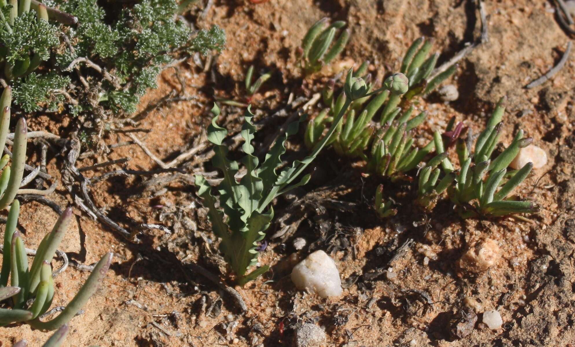 Image of Freesia viridis (Aiton) Goldblatt & J. C. Manning