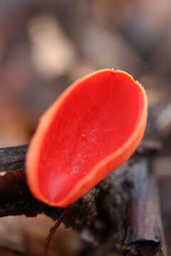 Image of Ruby elfcup