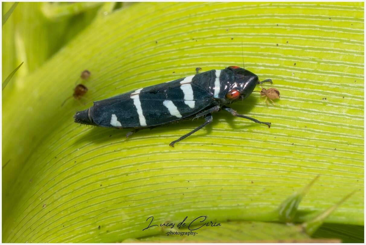 Image of Balacha melanocephala (Signoret 1854)