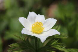 Image of alpine anemone