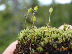 Image of conostomum moss