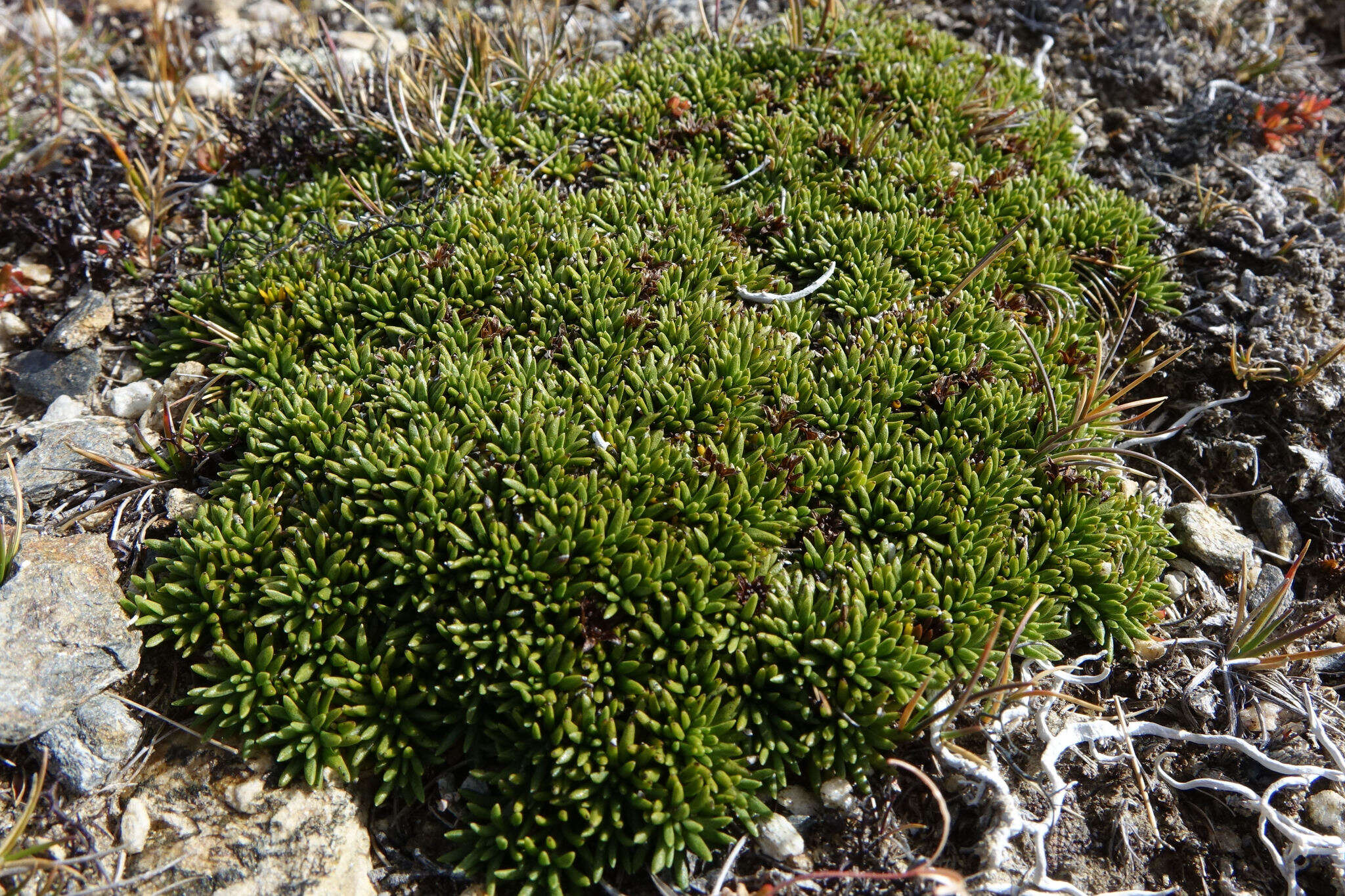 Image of Abrotanella inconspicua Hook. fil.