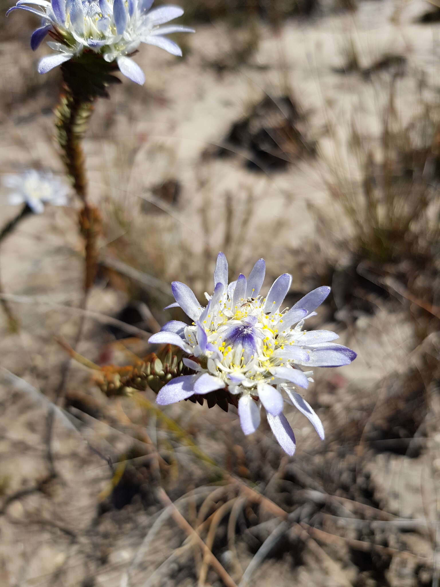 Image of Lachnaea filamentosa (Thunb.) Meissn.