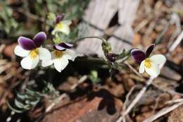 Image of Oregon violet