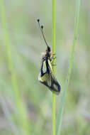 Image of Owly sulphur